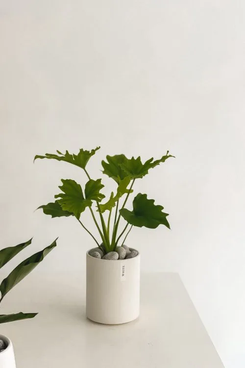 質感植栽-綠蔓絨｜White flower
